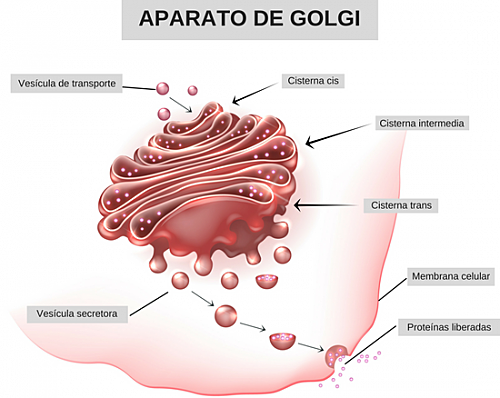 Camilo Golgi identificó al aparato de Golgi