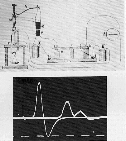 Potencial de Acción Hermann von Helmholtz