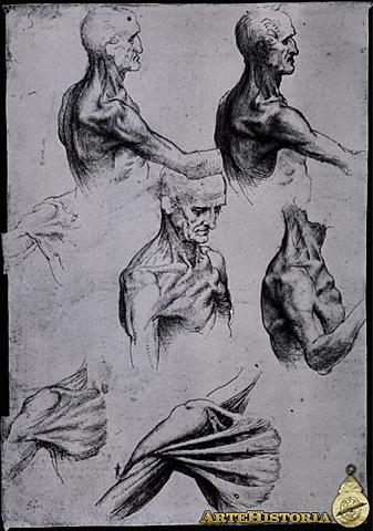 Galeano y sus estudios anatómicos