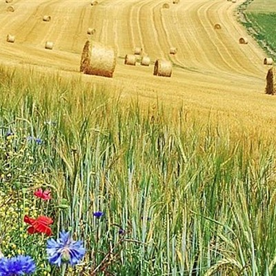 Timeline: Problemática Ambiental Global