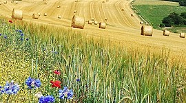 Timeline: Problemática Ambiental Global