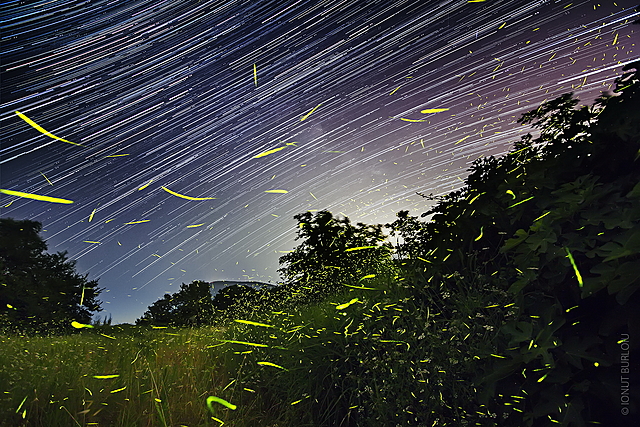 Photo 5: “Time fire-flies” 2014