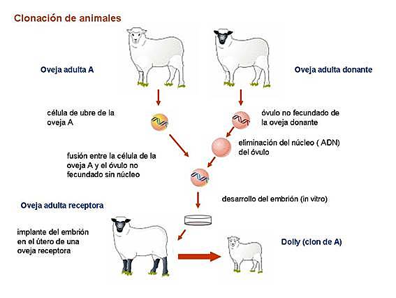 Clonación del primer mamífero