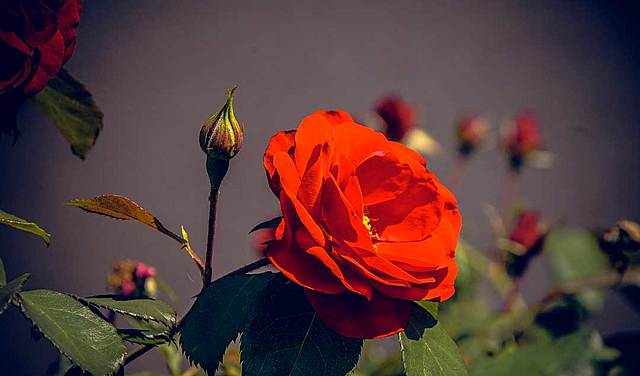 Reproducción sexual de plantas