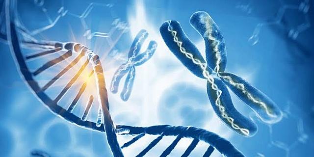 Gualterio Sutton y Theodor Boveri