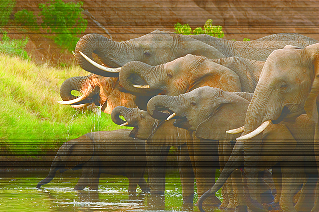 CONVENCIÓN PARA LA PRESERVACIÓN DE LOS ANIMALES SILVESTRES. PÁJAROS Y PECES DE ÁFRICA