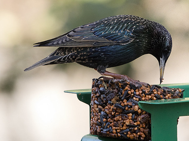 Publicación: Journal of the Voyage of Beagle