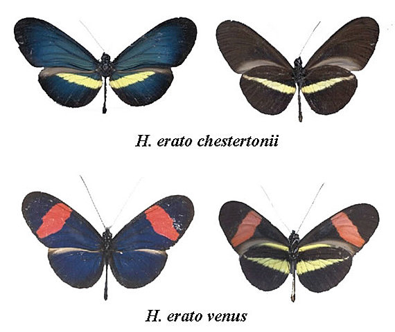 LOS PRIMEROS TRABAJOS