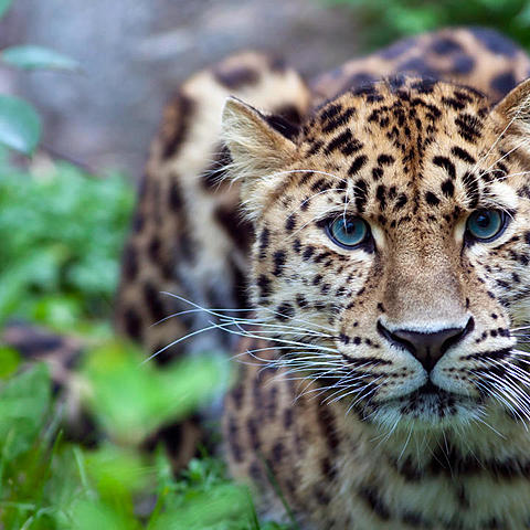 Endangered Species Act