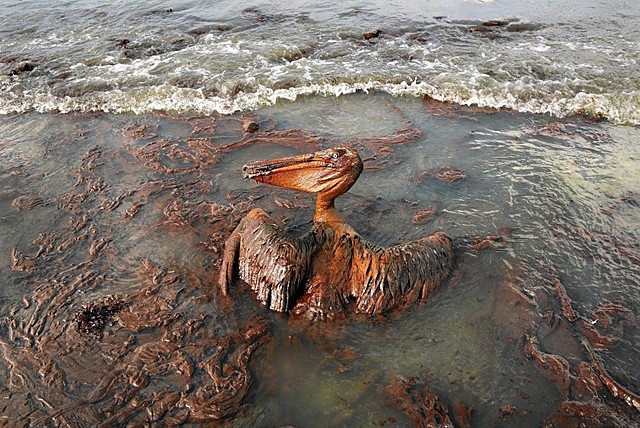 BP Oil Spill
