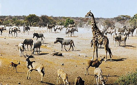 Convención para preservación de los animales de Africa