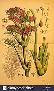 Conocimiento de expedición botánica