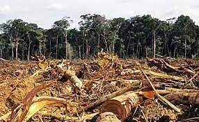 Contaminación Antropogénica