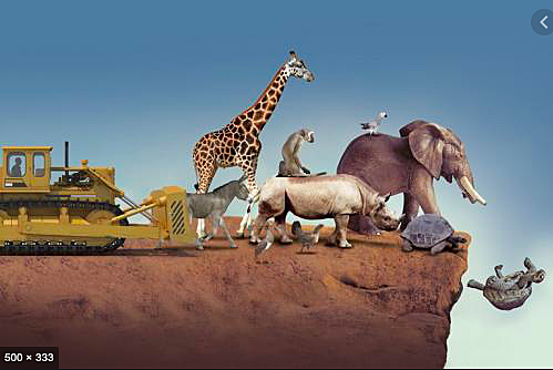 extinción de especies