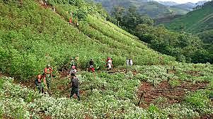 Cultivos Ilicitos