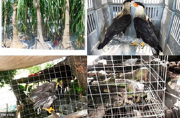 invasión y trafico ilegal de especies