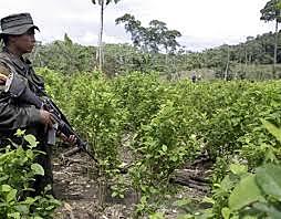 Monocultivos y cultivos ilícitos