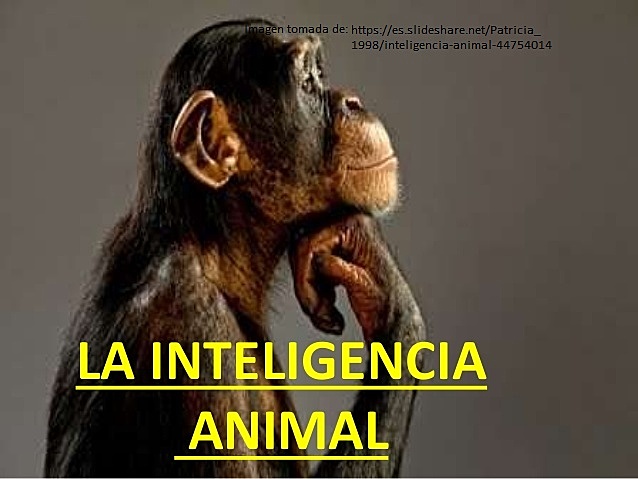INTELIGENCIA ANIMAL