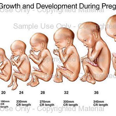 Timeline: Pregnancy Timeline