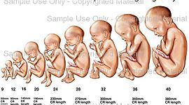 Timeline: Pregnancy Timeline