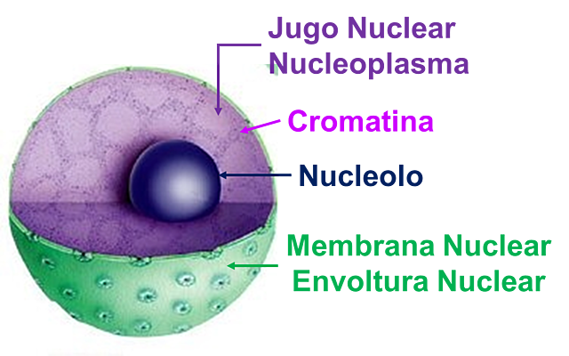 Se acepta la participación del núcleo en la herencia