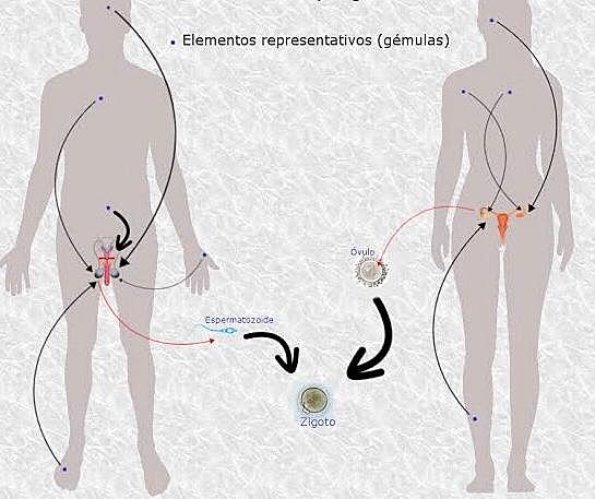 Se establece la teoría de la pangenesis