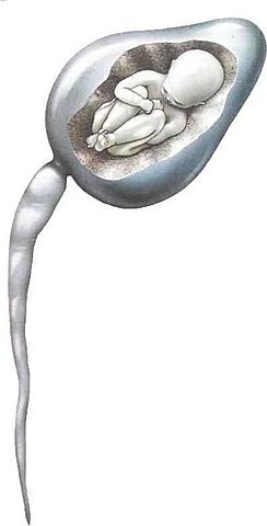 Se crea la teoría preformacionista