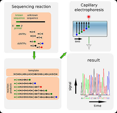 Walter Gilbert y Frederick Sanger