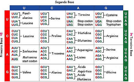Se determina la composición del ADN y se crea el código genético