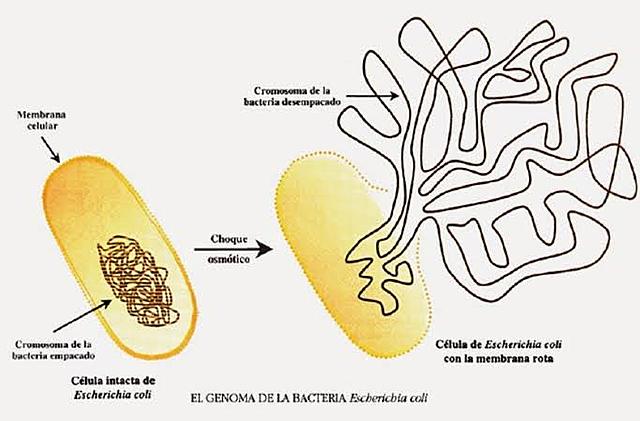 Se determinó la primera secuencia de ADN completa de un organismo vivo de la bacteria H.