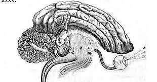 El Ambiente y el Cerebro