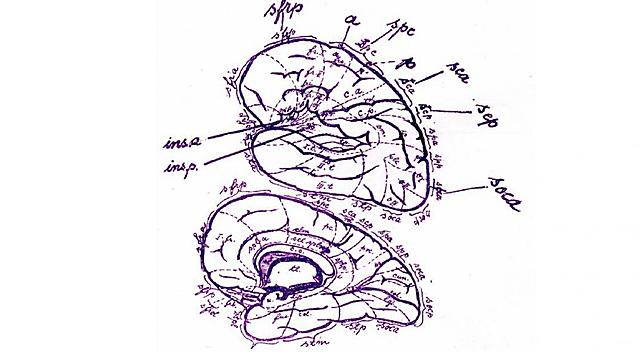 ARISTOTELES ¿CEREBRO O CORAZÓN ?
