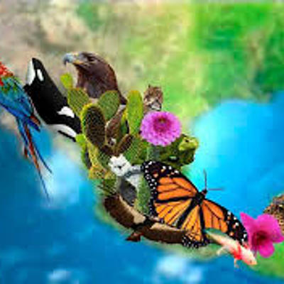 Timeline: problemática ambiental.