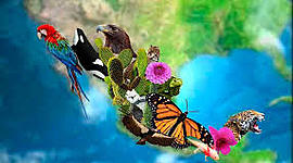 Timeline: problemática ambiental.