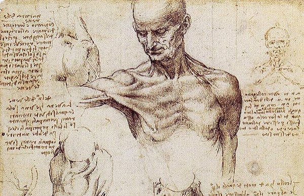DA VINCI Y SUS DISEÑOS ANATOMICOS