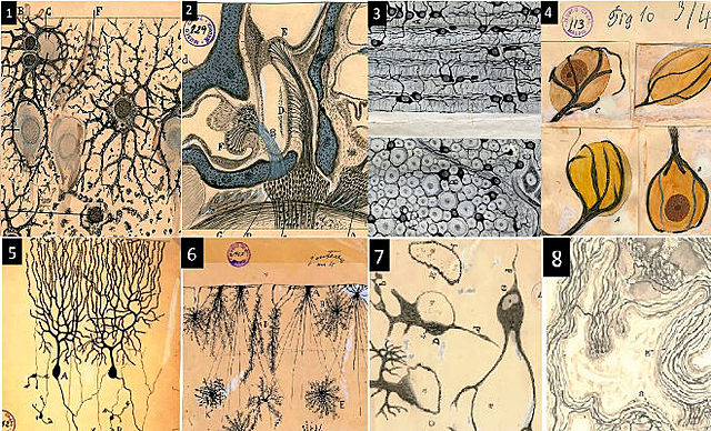 SANTIAGO FELIPE RAMON Y CAJAL