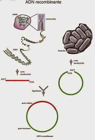 Tecnología de DNA Recombinante.