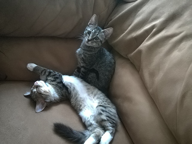 Mis primeras mascotas