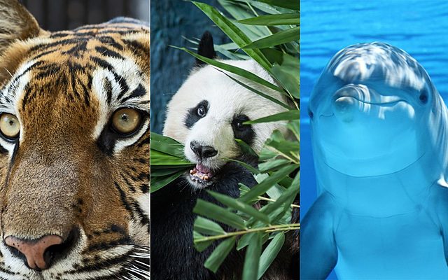 Definición de aprender en animales