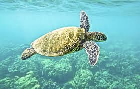 Medio Ambiente lanza su Informe Anual