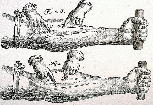Circulación de la sangre, según William Harvey