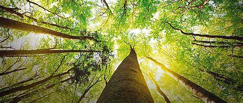 Nicolas Andres Lopez Trujillo