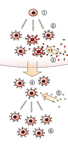 Jerne, Talmage y Burnet