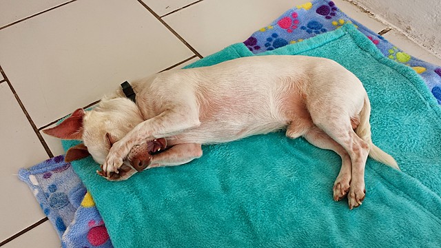 Adopción de Sheldon