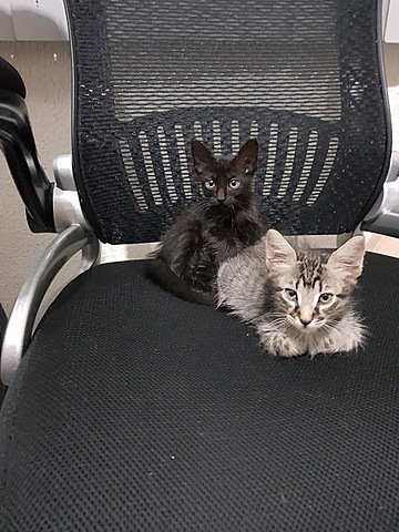 Adopción de Kuro y Milo