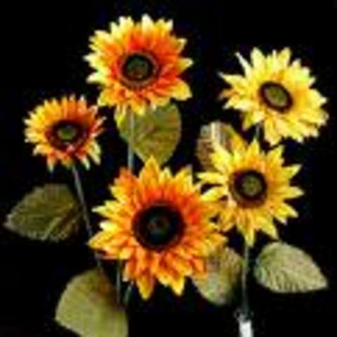 More Socialization- Death/ Agent of Soc.-Family