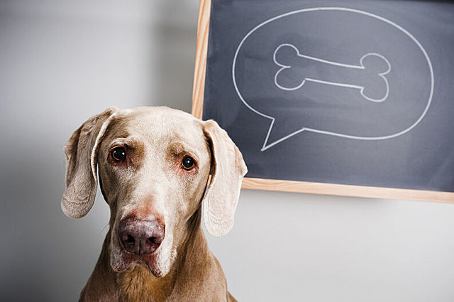 ley del reflejo condicional- Pavlov