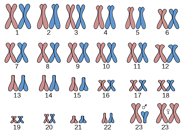 Joe Hin Tjio y Albert Levan