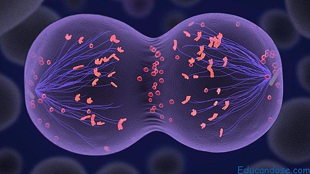 Walther Flemming, Eduard Strasburger, y Edouard Van Beneden
