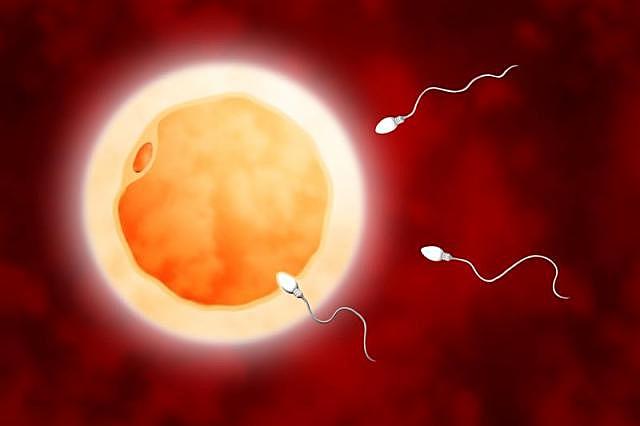 Concepción Biológica.